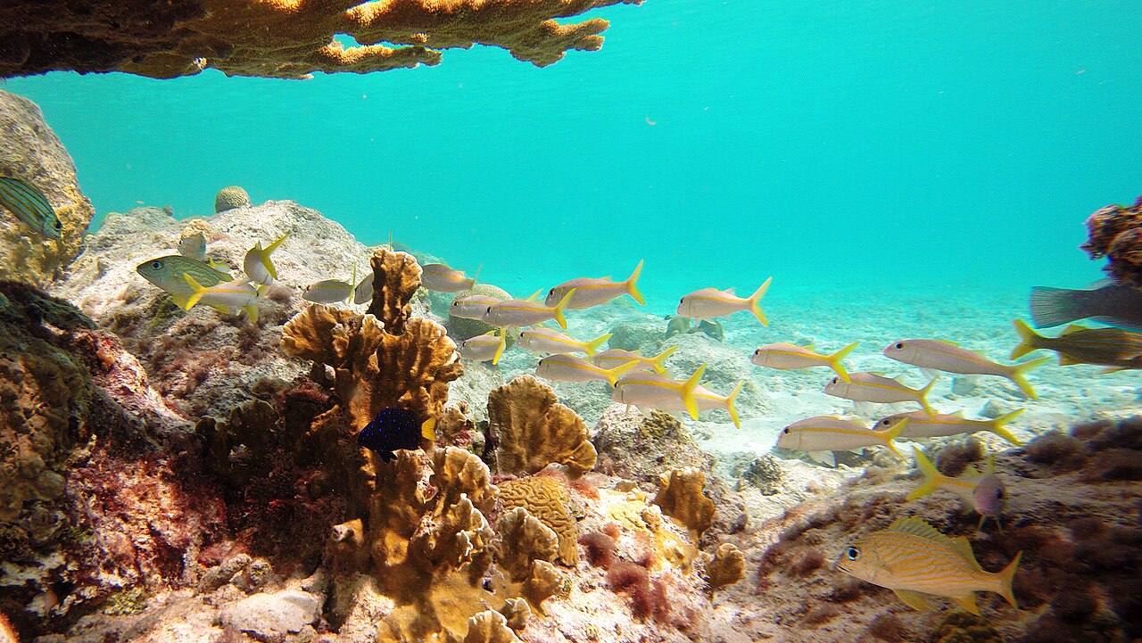 Snorkeling in Thailand